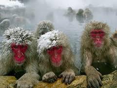 Hang on tight. My Snow Monkeys are poised for a deep post-season run!