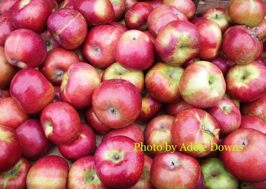 HO_Apples