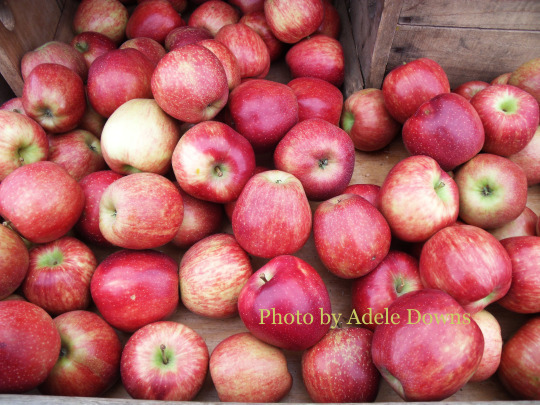 HO_AppleBin