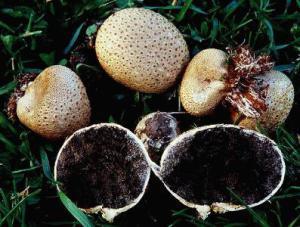 puffballs, mushrooms, eating