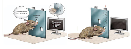 rat-study-FEATURE