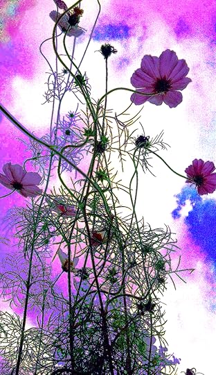 Cotton Candied Cosmos