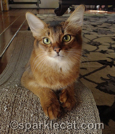 ALL kitties deserve a chance at living