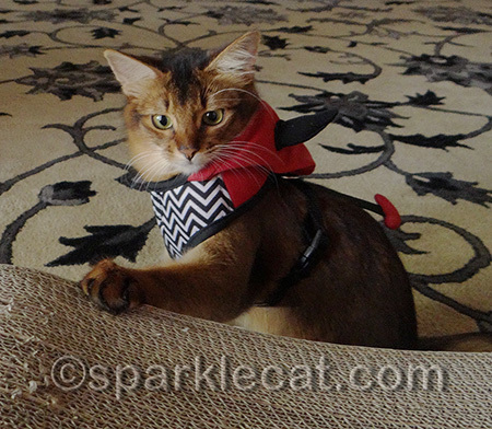 My human always plays with me when I wear outfits