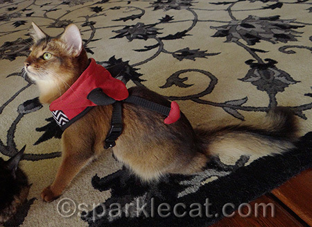 Somekitty is going to regret interrupting this photo shoot