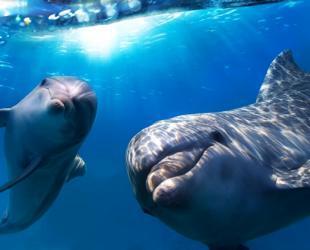 Cetaceans have Magnetic Sense: Study