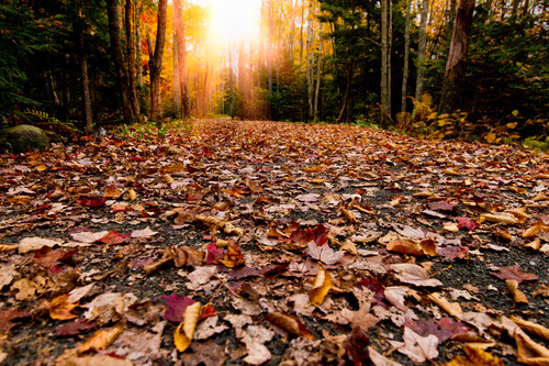 Rest and Refreshment - Walk in the Fall