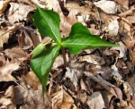 Plant Peaking