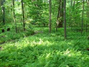 FernBedInForest