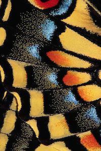 Close-Up of Anise Swallowtail's Wing
