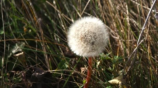 Dandelion gone to seed