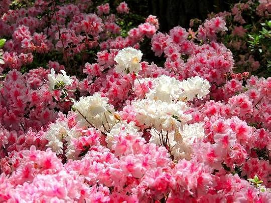 These pink and whites are the azaleas that The gardens are famous for, they bloom in march and April at their peak.