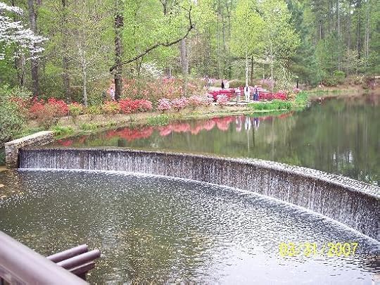 There are eleven miles of drive through the shady woodlands, around the lakes and streams that are patched with azaleas.