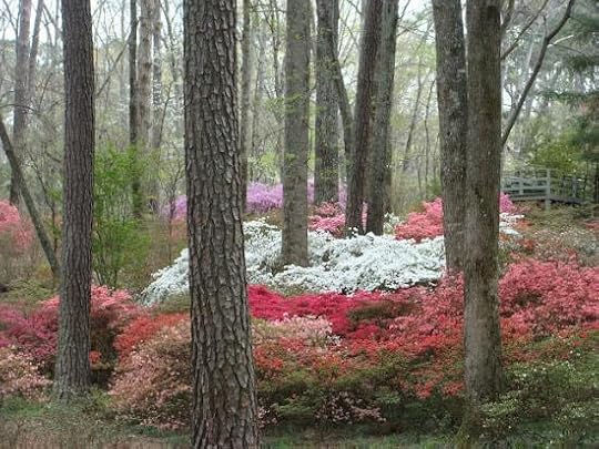 You will start your drive through the azaleas in spring.