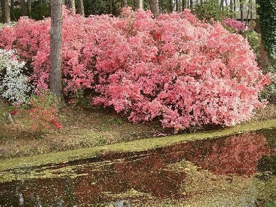 A pretty way to see the wild azaleas that bloom along the water's edge.