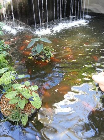 The water flows to the goldfish and koi ponds below.