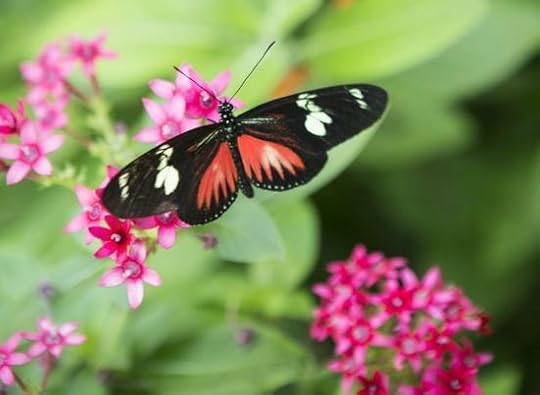 There are many unusual butterflies in the Butterfly Center. They import the chrysalis and place them into special windwoed chambers where you can watch them emerge and then they set them free into the Conservatory.