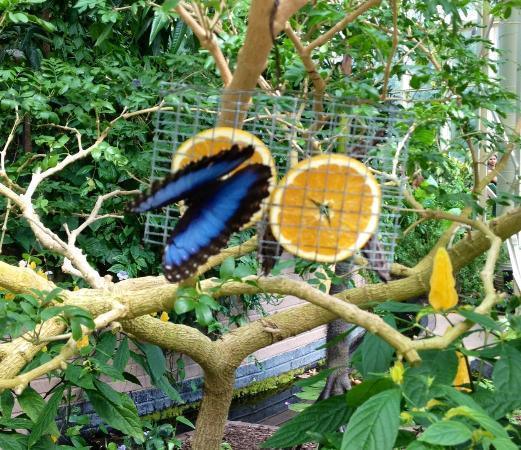 In the conservatory the butterflies are free to fly around and feast on flower and fruit. the children and adults alike love it when they land on their noses.