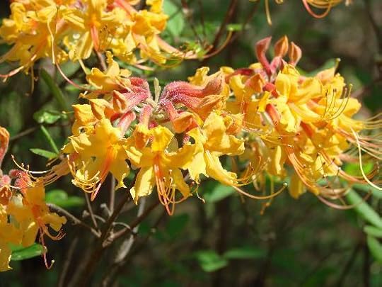 These are the wild yellow azaleas from Texas, but the pink ones are native to georgia. They have a different flower that looks like a honeysuckle bloom up close.