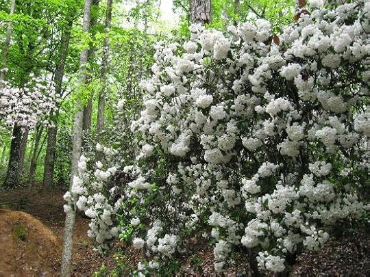 The mountain laurel blooms all around the embankments surrounding the chapel. There is a rocky creek that runs nearby.
