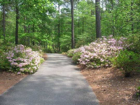Azaleas that line the walkways and bike trails of Callaway Gardens.