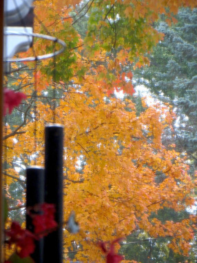 FallLeaves