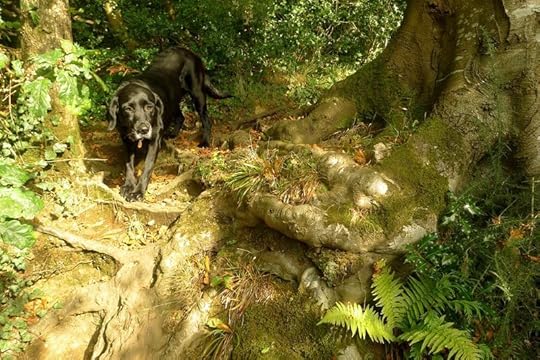 A stairway of roots