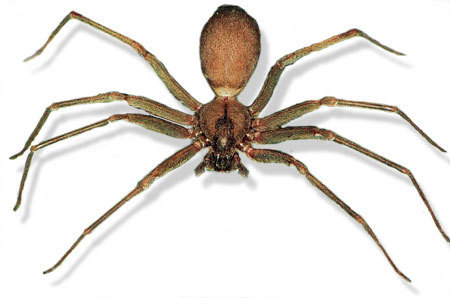 Harmless when left undisturbed. Just wants to be left alone.