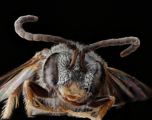  This Lasioglossum sopinci specimen, a rare species of sand-specialist bees, was found along a power line right-of-way in Maryland's Patuxent Wildlife Research Refuge. (Photo: Sam Droege/USGS)