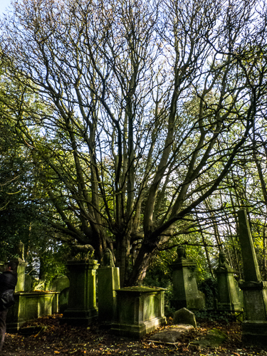 Highgate Tree