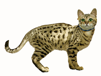 MiwSeparateSm
