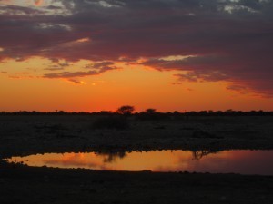 Etosha National Park's Watering Hole