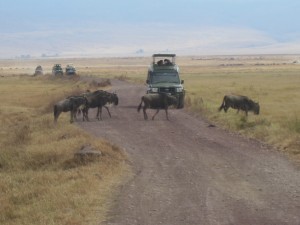 Everyday life in Ngorongoro Crater, Tanzania