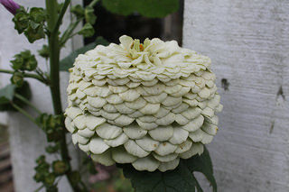aging zinnia