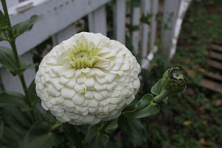 zinnia