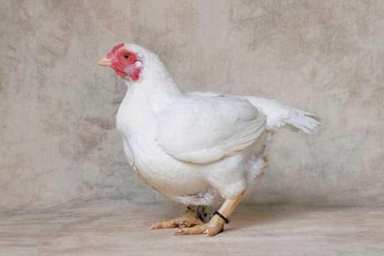 conish chicken