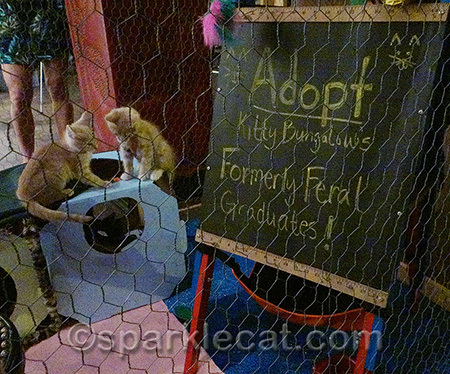 Kitten cuteness!