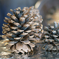 Cinnamon-Scented Pine Cones