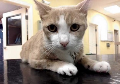 cat_blood_transfusion