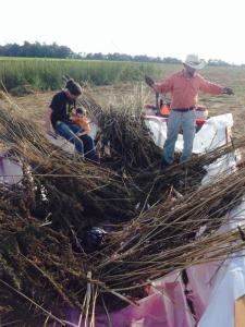 DougKatieKentuckyHempSeedHarvest