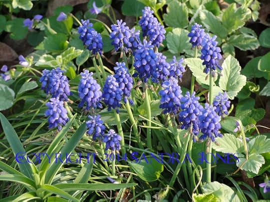Blue Bells