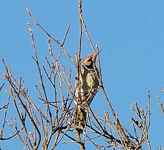 Flicker