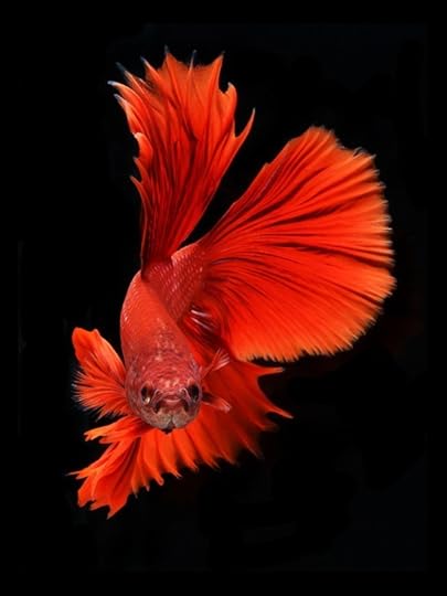 fish-6