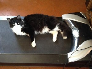 Jackson on the treadmill