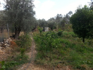 Το κτήμα του Γιάννη Μακριδάκη