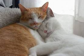 Who doesn't love a kitty??