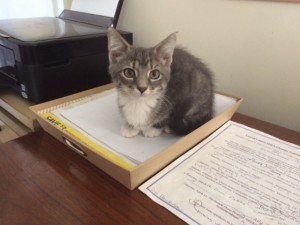 Hazel has commandeered my inbox.