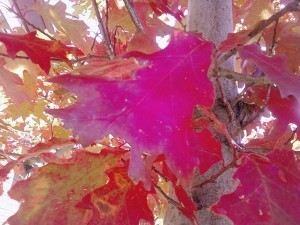 2014-10-13 11.26.48