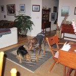 Lessons From My Dog Shadow In Handling Stress 150x150 Lessons From My Dog Shadow In Handling Stress