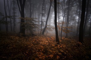 Mysterious forest with fog in autumn evening